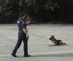 L'agente punta solamente il dito, guardate cosa fa questo cane