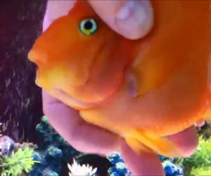 Nessuno lo immaginava ma anche i pesci rossi hanno dei sentimenti