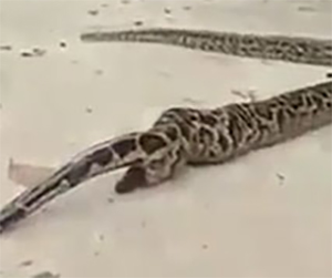 Avete mai visto un serpente fare la cacca?