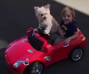 Il bambino vorrebbe guidare l'auto ma guardate cosa fa il cane