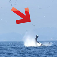 Una balena lancia una foca in aria