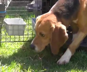 Beagle vedono il sole per la prima volta