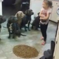 Cosa ci fa una bimba di 4 anni con 6 pit bull? E questi sarebbero aggressivi?