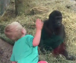 Un bimbo e un cucciolo di gorilla si osservano e giocano insieme