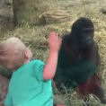 Un bimbo e un cucciolo di gorilla si osservano e giocano insieme