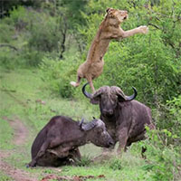 Un bufalo difende il proprio amico dall'attacco di un leone