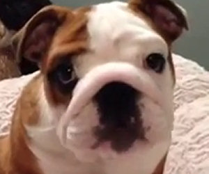 Bulldog felice per il nuovo letto