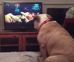 Il bulldog guarda un film horror e si spaventa come un umano