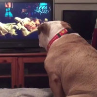 Il bulldog guarda un film horror e si spaventa come un umano