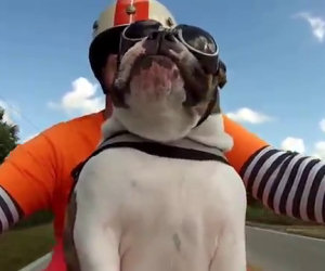 Bulldog motociclista saluta la gente