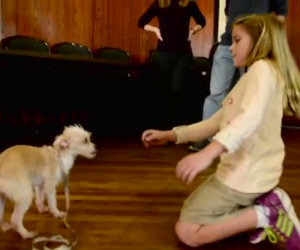 Tende la mano ad un cane abbandonato, ecco la sua reazione