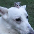 Il cane adotta un piccolo opossum che ha perso la mamma