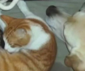 La gatta sta partorendo, il cane la aiuta in modo incredibile