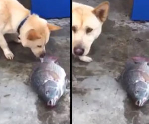 Questo cane cerca in tutti i modi di salvare un pesce