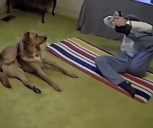 Prova una difficile posizione di yoga, anche il cane la esegue
