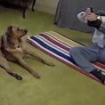 Prova una difficile posizione di yoga, anche il cane la esegue