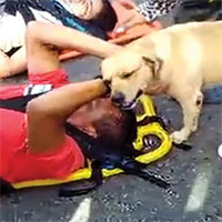Ecco come questo cane conforta un uomo coinvolto in un incidente