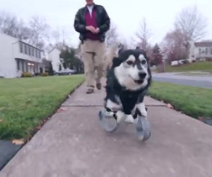 Il cane che corre felice sulle sue nuove zampe stampate in 3D