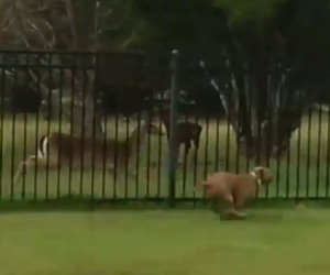 Cane gioca a nascondino col cervo