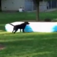 I bambini si nascondono sotto la piscina, ecco cosa fa il cane