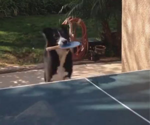 Questo cane si diverte giocando a ping pong con il suo padrone