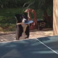 Questo cane si diverte giocando a ping pong con il suo padrone
