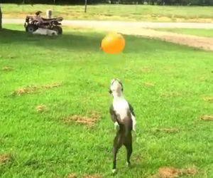 Il cane vede un pallone rosso per aria, la sua reazione fa ridere