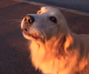 Cane imita una sirena