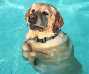 Il cane nuota a fatica ma ad un tratto fa una scoperta illuminante