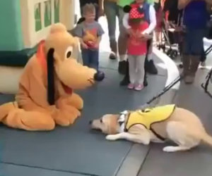Il cane incontra Pluto a Disneyland, la sua reazione è tutta da ridere