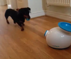 Cane lancia la pallina da solo