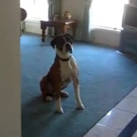 Il padrone gli propone una passeggiata, la reazione del cane è epica