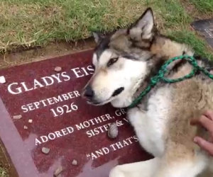 Cane piange sulla tomba
