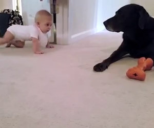 Cane premia una bimba che gattona