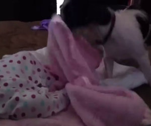 Cane premuroso copre il neonato