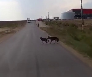 Il cane salva l'amico che sta per essere investito da un'auto