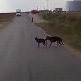 Il cane salva l'amico che sta per essere investito da un'auto