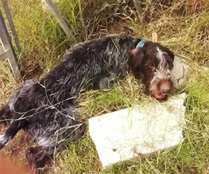 C'erano poche speranze per questo cane, poi un dettaglio cambia tutto