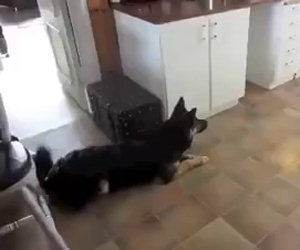 Mettono una tigre di peluche in cucina, ecco la reazione del cane