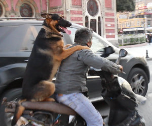 Cane va sullo scooter ad Istanbul