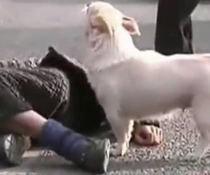 Un uomo sviene nel centro della strada, ecco cosa fa il suo cane