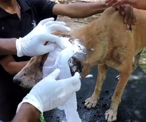 Questo cane gravemente ferito sta per morire, ecco cosa succede dopo