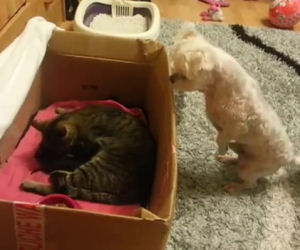 Il cane muore dalla voglia di vedere i gattini appena nati