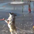 Portano il cane al parco acquatico, la sua reazione è divertentissima