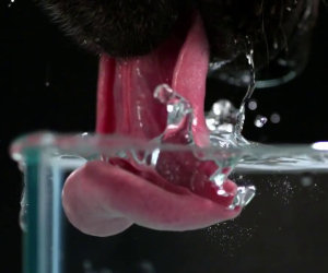 Cane beve l'acqua in slow motion