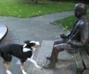 Cane vuol giocare con una statua