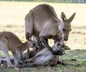 Il piccolo canguro abbraccia per l'ultima volta la madre morta da poco