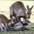 Il piccolo canguro abbraccia per l'ultima volta la madre morta da poco