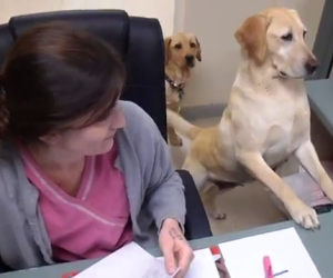 Porta i suoi cani al lavoro, loro la aiutano in modo divertente