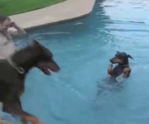 Ci sono cani che amano tanto nuotare. Eccone alcuni divertentissimi!